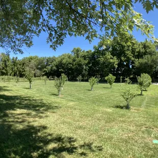 An orchard has been planted on the historic grounds to recreate what we know of Mrs. Mahaffie's production.