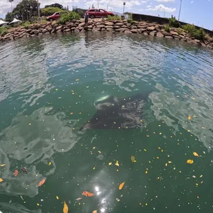 Saw a manta ray while we paddle boarded!