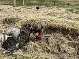 The Bark Park Omaha At Shaggy Farms