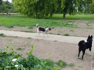 Stransky Peterson Dog Run