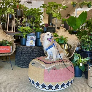 @moosedistilled on IG