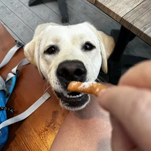 Baliey approved of the beignet fries!