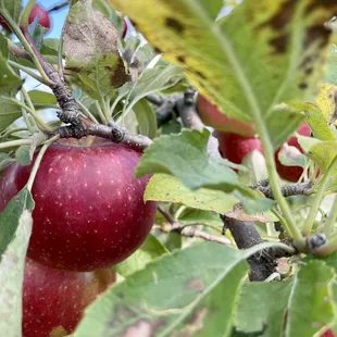 red apples on the tree