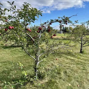 Some apples on the tree