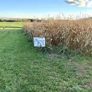 Corn maze