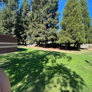 Trees near reception hall