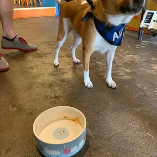 They loved the dog bowl!!!