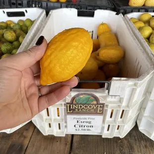 a hand holding a lemon