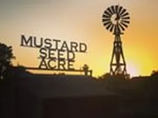 Mustard Seed Acre