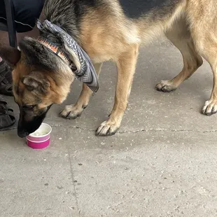 Ask for a pup cup. Fur babies love frozen treats too