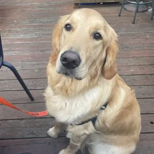 Sitting nicely while the servers told him how pretty he was.