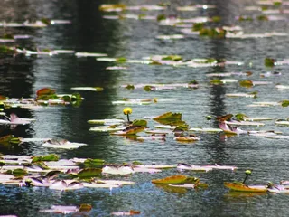 Stanislaus National Forest