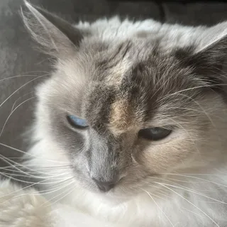 Josie G.