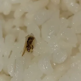 Rice from Mainland Chinese Restaurant in Landover