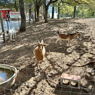 Looking at the critters