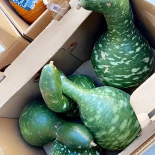 Swan Neck Gourd