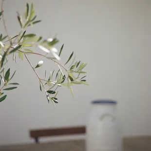 a vase of olives on a table