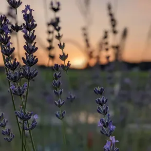 a field of lavender flowers at sunset