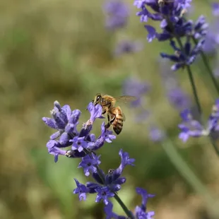 a bee on a lavender flower