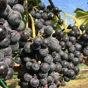 Black Spanish grapes ready for harvest!