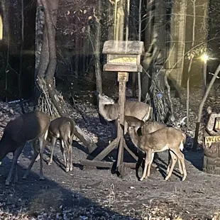 Quite a surprise with our 'neighbors' while we had dinner