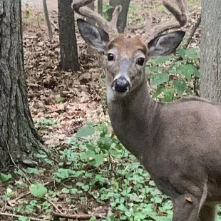 friendly deer