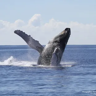 Don't miss out on the action during Whale Watching Season!