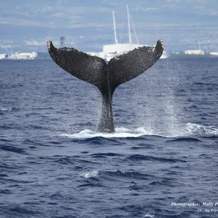 Visit our website to learn more about our seasonal whale watching tours