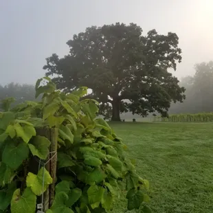 Majestic Oak in the morning.