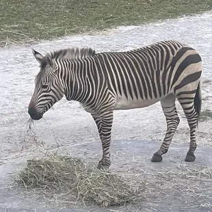 Zebra!