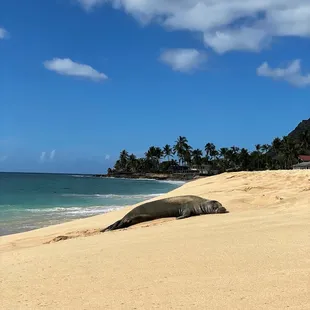 A visitor, this endangered Hawaiian monk seal stopped by for a nap. Please stay away! Getting too close isn't cool and it's also illegal.