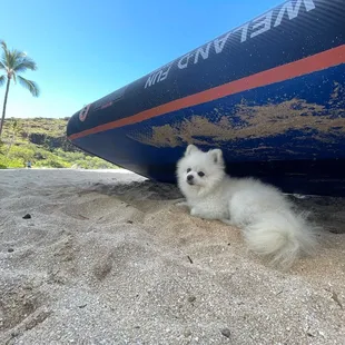 Pure as the driven snow, disco shizz