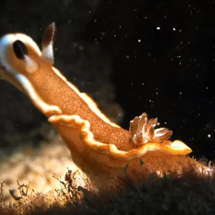 white margin nudibranch