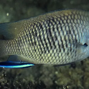 cleaner wrasse helping another customer