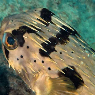 spiny porcupine fish