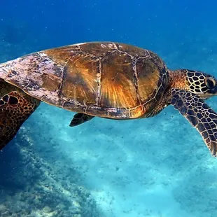 honu