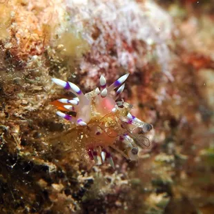 desirable nudibranch