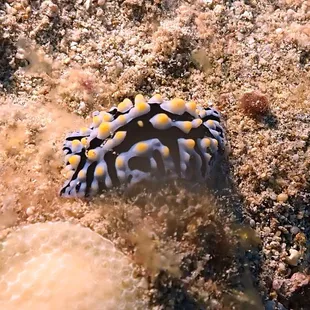 fried egg nudibranch