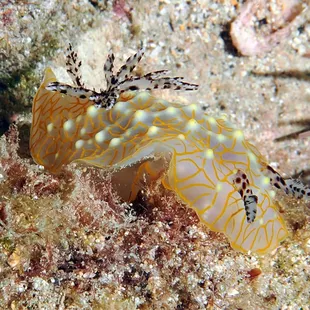 gold lace nudibranch