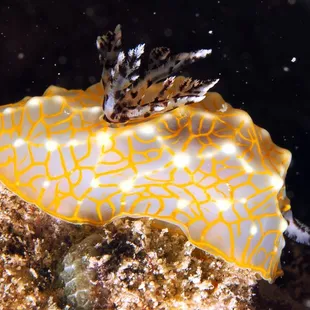 gold lace nudibranch
