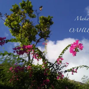 Makaha Towers was incredible - a gated community that is simply breathtaking to drive through on your way home each day. Amazing! Stay here!