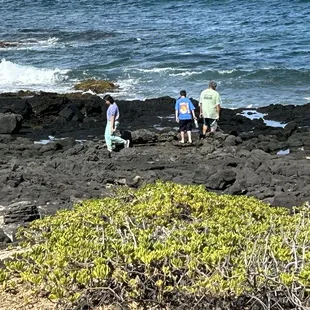 Looking for crabs