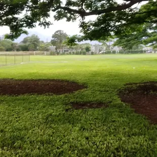 Nice, big, shady tree protected me from the light, short drizzle!
