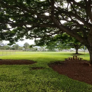 Nice, big, shade tree protected me from the drizzle