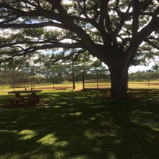 Picnic tables by baseball diamond