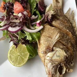 Tilapia Fish
