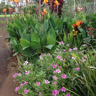 Yes this is actually in the middle of makiki!