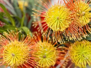 Manoa Farmers' Market
