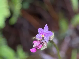 Wiliwilinui Ridge Trail