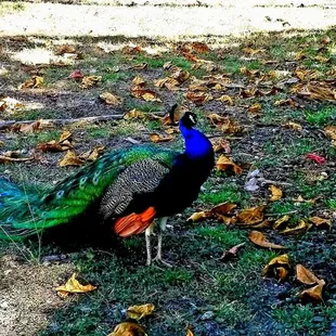 Wild peacock